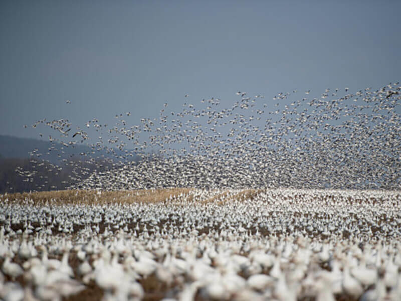 Seagulls photo