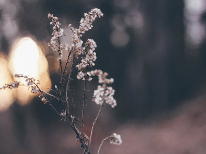 Twig close-up photo