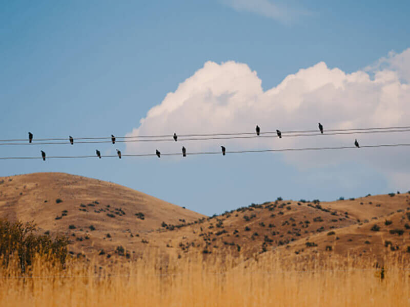 Birds on a wire photo